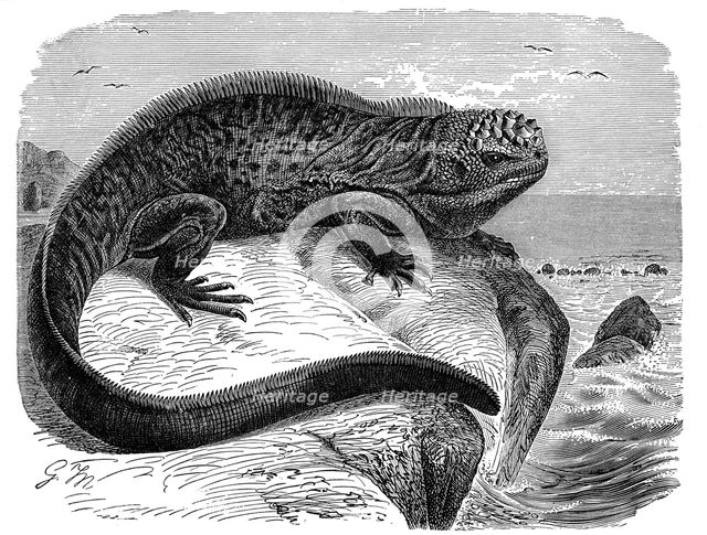 Iguana, the great herbivorous sea lizard of the Galapagos Islands. Artist: Unknown