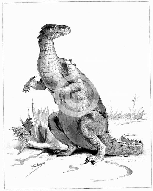 Iguanodon, 1895. Artist: Unknown