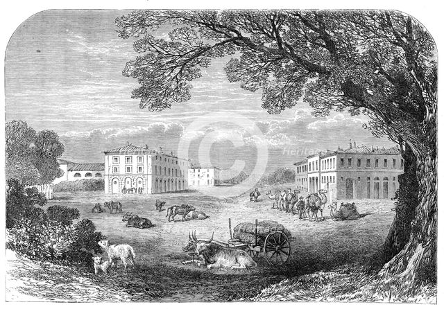 Il Gombo, near Pisa, the Acclimatisation Farm of His Majesty Victor Emmanuel, 1864. Creator: Unknown.