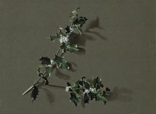 Ilex aquifolium L. (Common Holly), c1870-1920. Creator: Harold Drinkwater