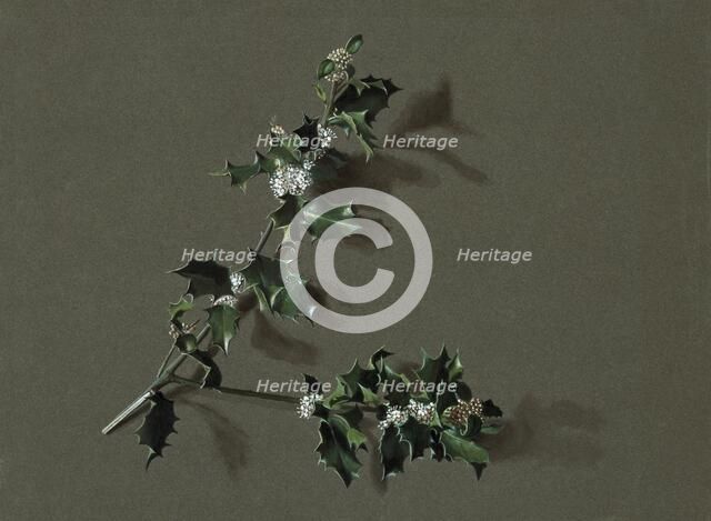 Ilex aquifolium L. (Common Holly), c1870-1920. Creator: Harold Drinkwater.