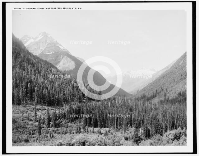 Illecillewaet Valley and Ross Peak, Selkirk Mts., B.C., (1902?). Creator: Unknown.