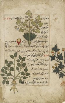 Illustrated double folio depicting thistles and other medicinal plants, 1595