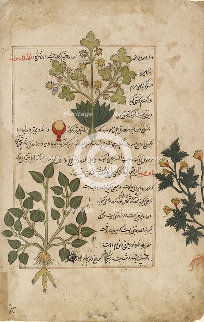 Illustrated double folio depicting thistles and other medicinal plants, 1595. Artist: Unknown.
