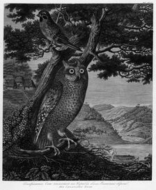 Illustration of an Owl Caught on the Ship Near the Japanese Shore, 1813. Creator: Unknown