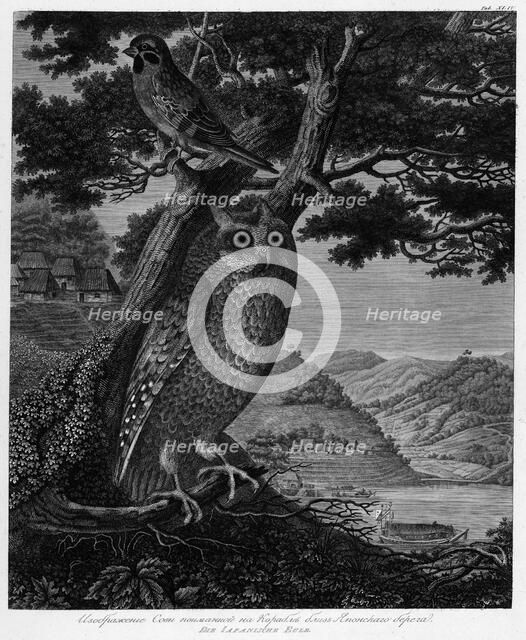 Illustration of an Owl Caught on the Ship Near the Japanese Shore, 1813. Creator: Unknown.