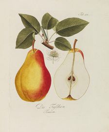 Illustration from "A treatise on the fruit trees" by Johann Kraft, 1792-1796. Creator: Kraft, Johann (1738-1808)
