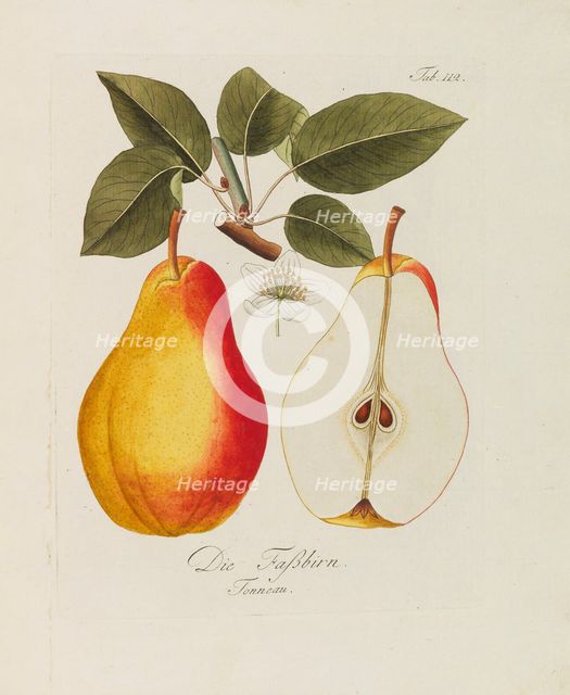 Illustration from "A treatise on the fruit trees" by Johann Kraft, 1792-1796. Creator: Kraft, Johann (1738-1808).