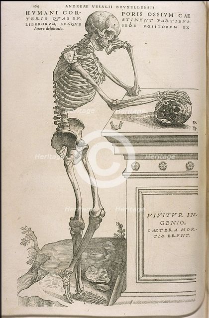 Illustration from De humani corporis fabrica by Andreas Vesalius, ca 1543.