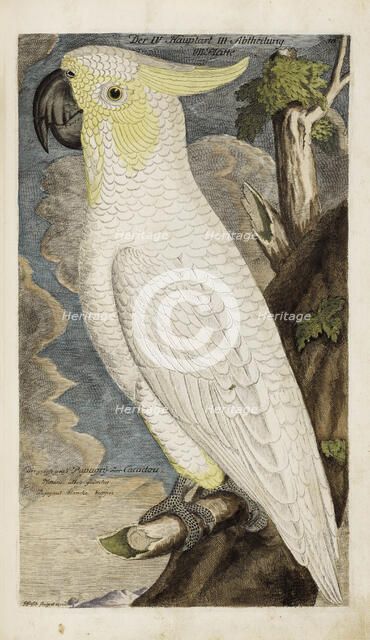 Illustration from "Ornithology - Presentation of the birds" by Johann Leonhard Frisch, 1733. Creator: Frisch, Johann Leonhard (1666-1743).