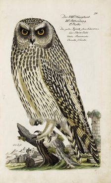 Illustration from "Ornithology - Presentation of the birds" by Johann Leonhard Frisch, 1733. Creator: Frisch, Johann Leonhard (1666-1743)