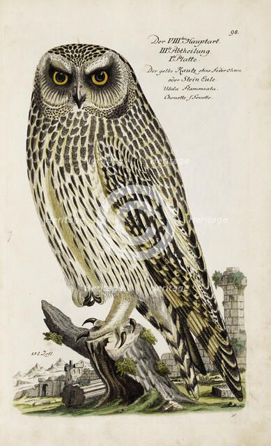 Illustration from "Ornithology - Presentation of the birds" by Johann Leonhard Frisch, 1733. Creator: Frisch, Johann Leonhard (1666-1743).