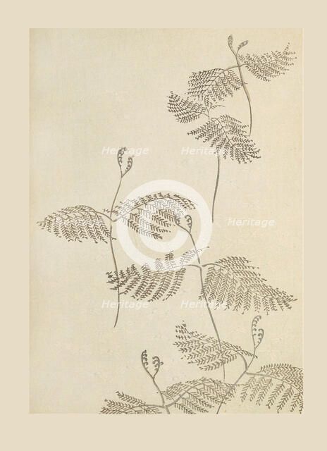 Illustration from "Shin bijutsukai", 1901-1902. Creators: Sekka, Kamisaka (1866-1942), Korin, Furuya (1875-1910)