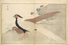 Illustration from "Pictures of Imported Birds", 1790. Creator: Kitao, Masayoshi (1764-1824)