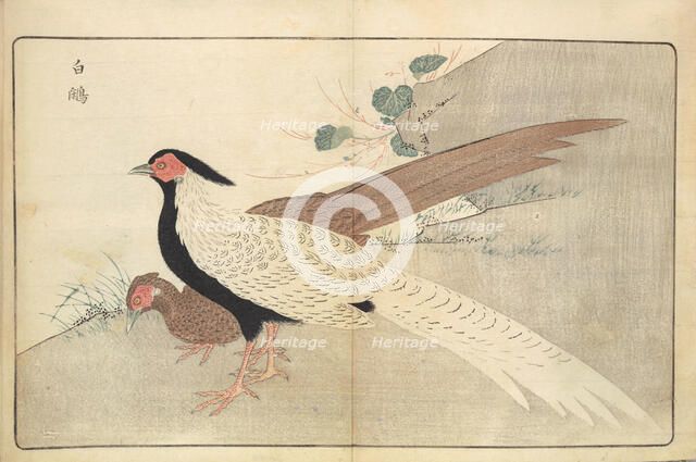 Illustration from "Pictures of Imported Birds", 1790. Creator: Kitao, Masayoshi (1764-1824).