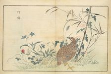 Illustration from "Pictures of Imported Birds", 1790. Creator: Kitao, Masayoshi (1764-1824)