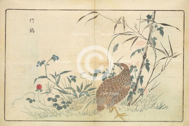 Illustration from "Pictures of Imported Birds", 1790. Creator: Kitao, Masayoshi (1764-1824).
