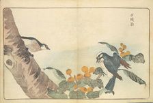 Illustration from "Pictures of Imported Birds", 1790. Creator: Kitao, Masayoshi (1764-1824)