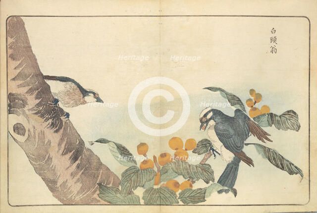 Illustration from "Pictures of Imported Birds", 1790. Creator: Kitao, Masayoshi (1764-1824).