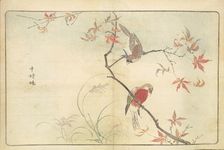 Illustration from "Pictures of Imported Birds", 1790. Creator: Kitao, Masayoshi (1764-1824)