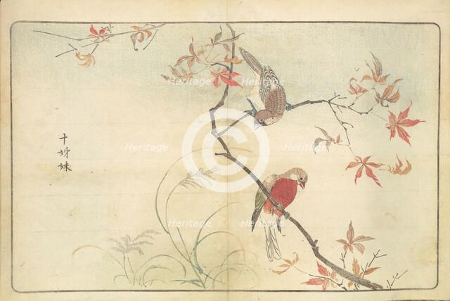 Illustration from "Pictures of Imported Birds", 1790. Creator: Kitao, Masayoshi (1764-1824).