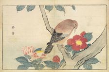 Illustration from "Pictures of Imported Birds", 1790. Creator: Kitao, Masayoshi (1764-1824)