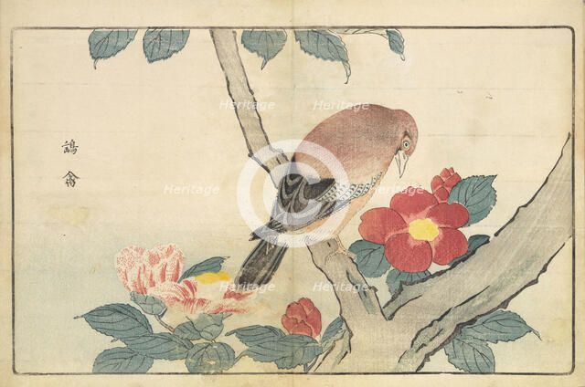 Illustration from "Pictures of Imported Birds", 1790. Creator: Kitao, Masayoshi (1764-1824).