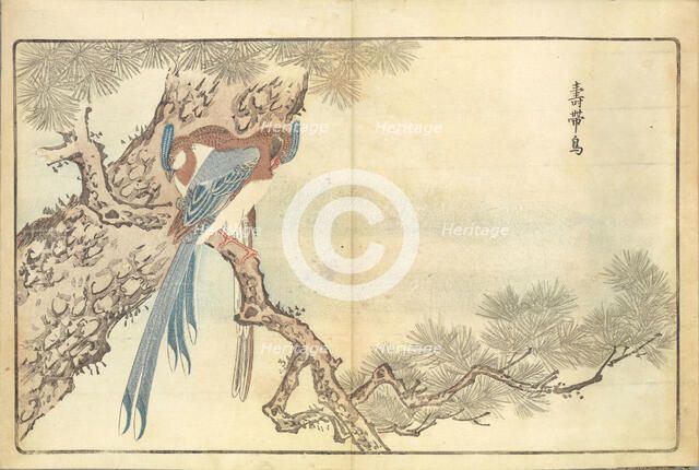 Illustration from "Pictures of Imported Birds", 1790. Creator: Kitao, Masayoshi (1764-1824).