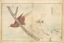 Illustration from "Pictures of Imported Birds", 1790. Creator: Kitao, Masayoshi (1764-1824)