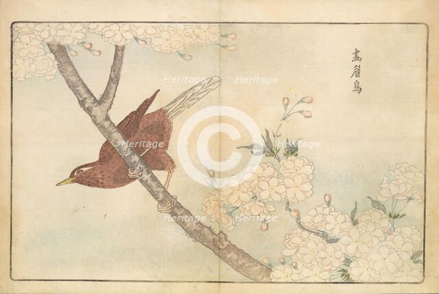 Illustration from "Pictures of Imported Birds", 1790. Creator: Kitao, Masayoshi (1764-1824).
