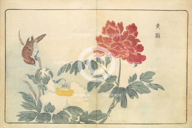 Illustration from "Pictures of Imported Birds", 1790. Creator: Kitao, Masayoshi (1764-1824).