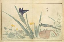 Illustration from "Pictures of Imported Birds", 1790. Creator: Kitao, Masayoshi (1764-1824)