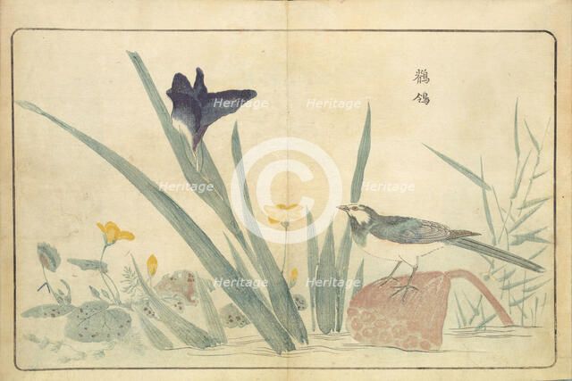 Illustration from "Pictures of Imported Birds", 1790. Creator: Kitao, Masayoshi (1764-1824).