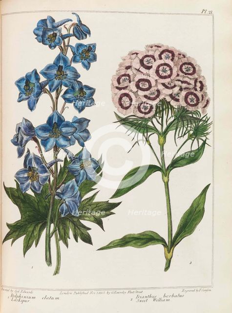 Illustration from Practical Gardening by Alexander McDonald, 1807. Creator: Edwards, Sydenham Teast (1768-1819).