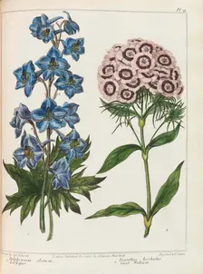 Illustration from Practical Gardening by Alexander McDonald, 1807. Creator: Edwards, Sydenham Teast (1768-1819)