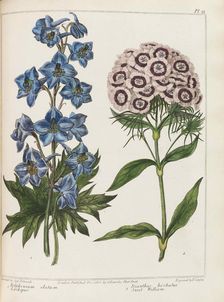 Illustration from Practical Gardening by Alexander McDonald, 1807. Creator: Edwards, Sydenham Teast (1768-1819)