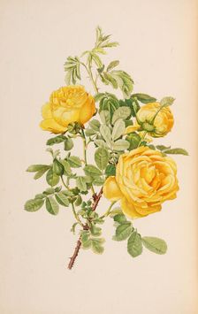 Illustration from The genus rosa by Ellen Willmott, 1914. Creator: Parsons, Alfred William (1847-1920)