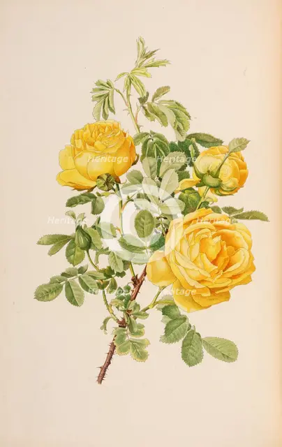 Illustration from The genus rosa by Ellen Willmott, 1914. Creator: Parsons, Alfred William (1847-1920).