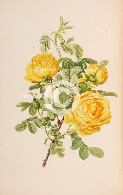 Illustration from The genus rosa by Ellen Willmott, 1914. Creator: Parsons, Alfred William (1847-1920).