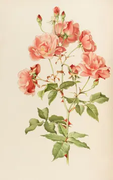 Illustration from The genus rosa by Ellen Willmott, 1914. Creator: Parsons, Alfred William (1847-1920)