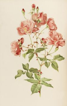 Illustration from The genus rosa by Ellen Willmott, 1914. Creator: Parsons, Alfred William (1847-1920)