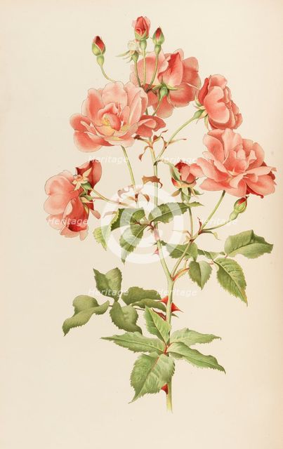 Illustration from The genus rosa by Ellen Willmott, 1914. Creator: Parsons, Alfred William (1847-1920).