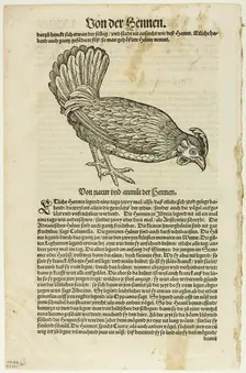 Illustration from "Vogelbuch", plate 41 from Woodcuts from Books of the XVI Century,...1937. Creators: Unknown, Max Geisberg
