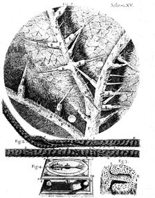 Illustrations from English microscopist Robert Hooke's "Micrographia", 1665. Creator: Unknown
