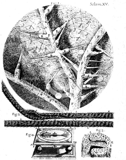 Illustrations from English microscopist Robert Hooke's "Micrographia", 1665. Creator: Unknown.