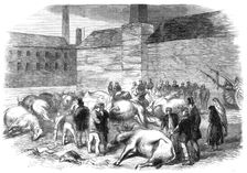 Illustrations of the Flood at Sheffield: drowned cattle at High Bank, on the River Don, 1864. Creator: Unknown