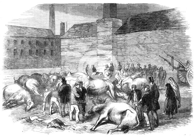 Illustrations of the Flood at Sheffield: drowned cattle at High Bank, on the River Don, 1864. Creator: Unknown.