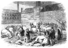 Illustrations of the Flood at Sheffield: drowned cattle at High Bank, on the River Don, 1864. Creator: Unknown