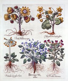 Ipheion Rolf Fiedler Spring Starflower, Marsh Marigold, Pseudo Helleborus, Viola Tricolor and Cows