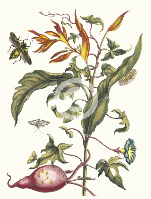 Ipomoea batatas and Heliconia psittacorum. From the Book Metamorphosis insectorum..., 1705. Creator: Merian, Maria Sibylla (1647-1717).